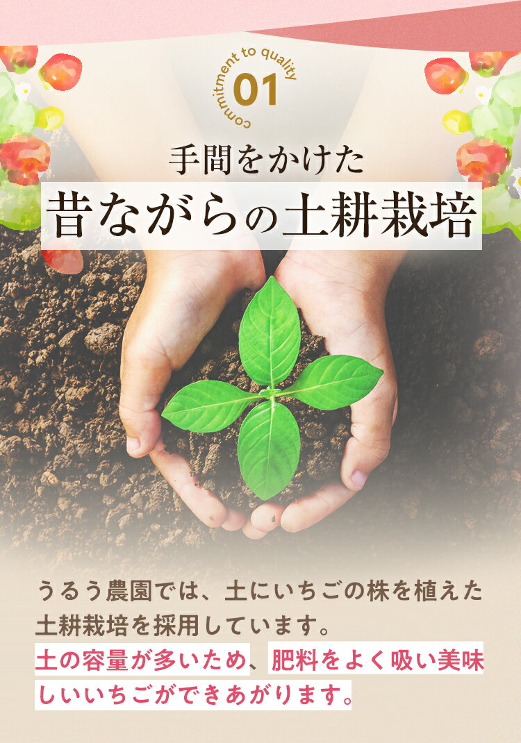 【ふるさと納税】＼高評価★満足度90％以上 ／ 冷凍あまおう (計2kg・1kg×2袋) いちご イチゴ 苺 冷凍いちご 特別栽培 果物 フルーツ アイス ＜離島配送不可＞【ksg0438】【うるう農園】 サムネイル3