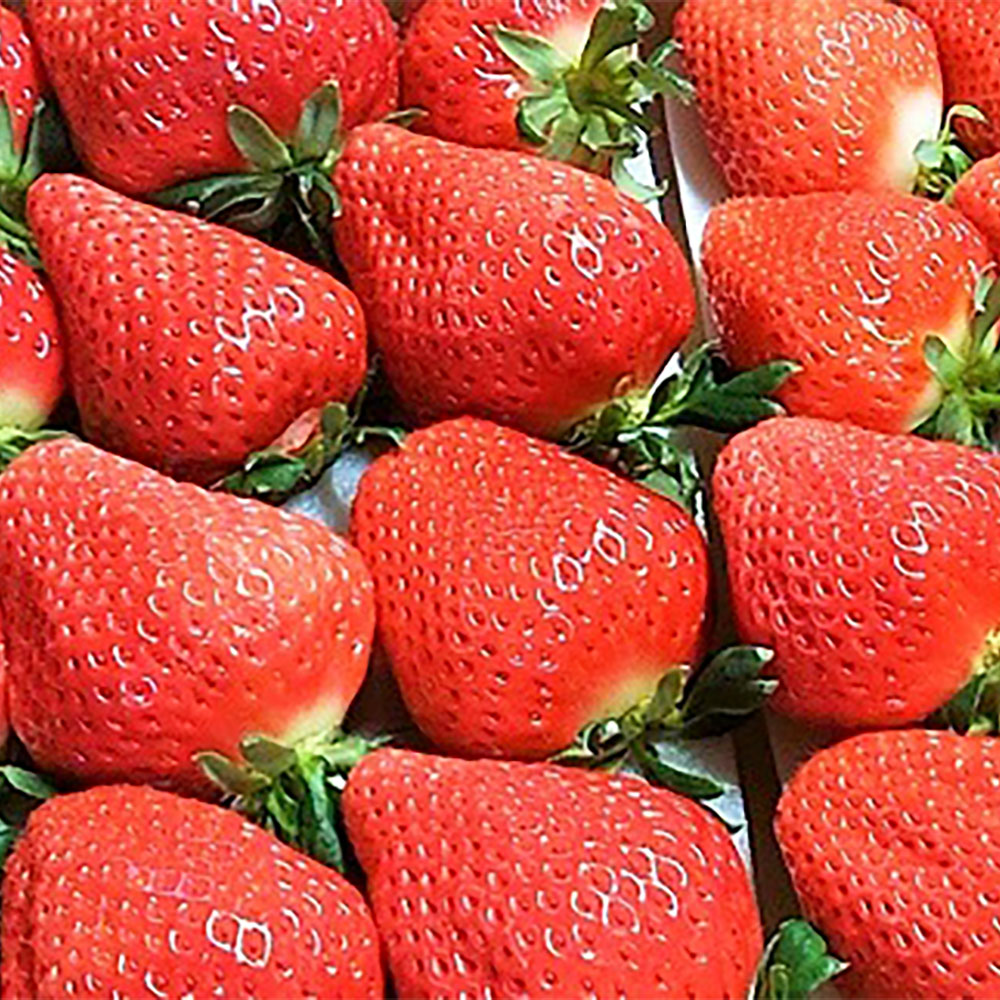 高級いちご おおきみ 約300g×2パック 計約600g 青谷ふぁーむ イチゴ いちご 苺 果物 くだもの フルーツ おおきみいちご 冷蔵 福津市 福岡県産 九州産 国産 送料無料【2025年12月より順次発送】 [F4134]