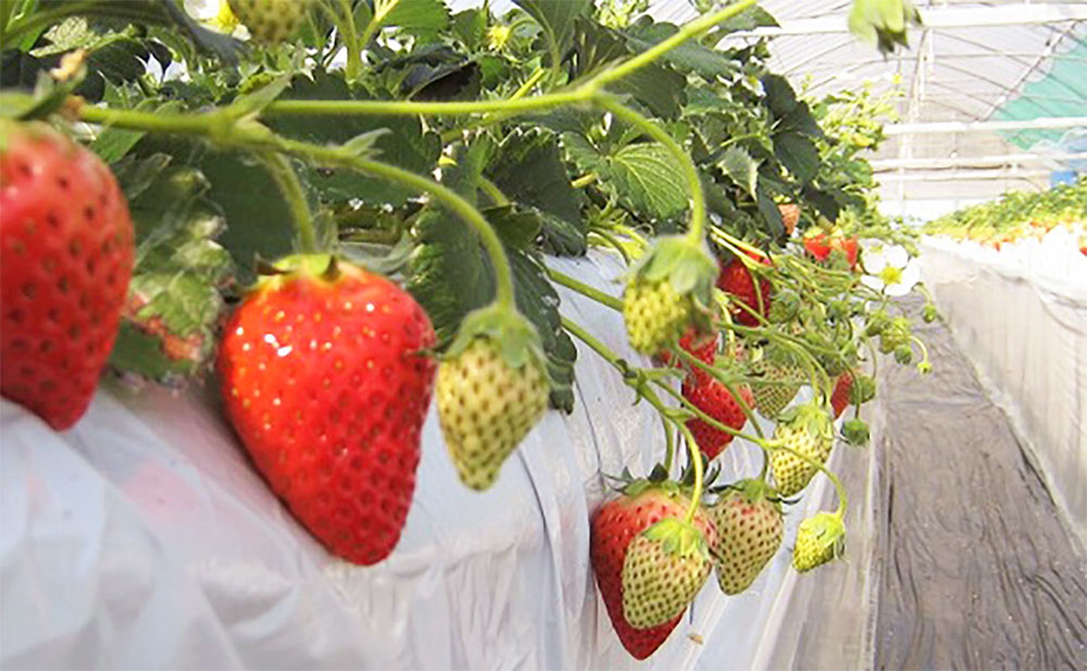 【ふるさと納税】高級いちご おおきみ 約300g×2パック 計約600g 青谷ふぁーむ イチゴ いちご 苺 果物 くだもの フルーツ おおきみいちご 冷蔵 福津市 福岡県産 九州産 国産 送料無料【2025年12月より順次発送】 [F4134] サムネイル3