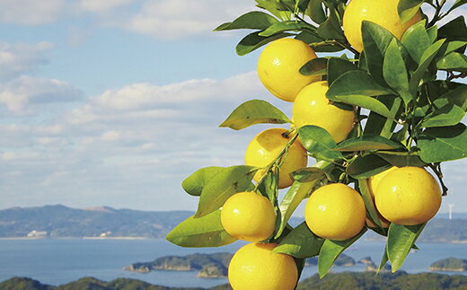 【ふるさと納税】【大人気！】させぼレモン（新種和レモンみよし)生果実 ｜ 新鮮 レモン れもん 檸檬 柑橘 フルーツ ふるーつ 果物 くだもの 農家直送 産地直送 期間限定 常温 国産 九州 長崎 サムネイル2