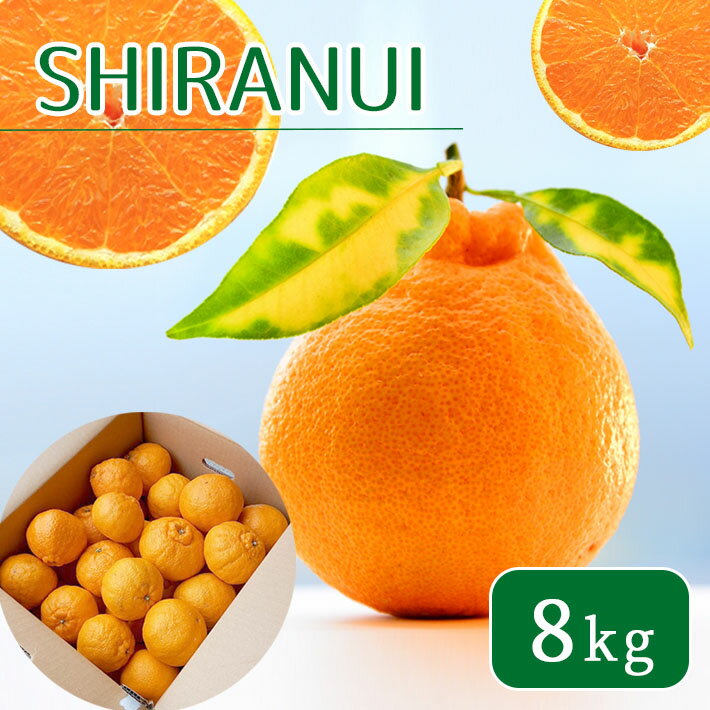 不知火 特選 8kg | しらぬい みかん 8キロ 送料無料 熊本県 玉名市