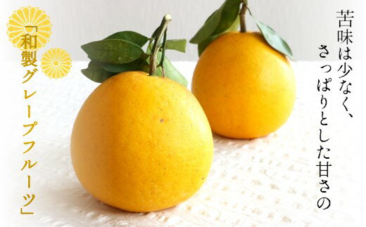 【ふるさと納税】訳あり 河内晩柑 4kg 7kg 13kg 後藤農園 | 柑橘 みかん フルーツ 家庭用 和製 グレープフルーツ 果物 熊本県産 ジューシーオレンジ 初夏 熊本県 玉名市 4キロ 7キロ 13キロ 送料無料 サムネイル3