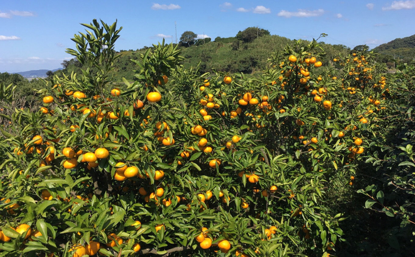 【ふるさと納税】みかん 温州みかん 家庭用 ぶさいくミカン 減農薬 3kg 3キロ 玉名 熊本 送料無料 サムネイル3