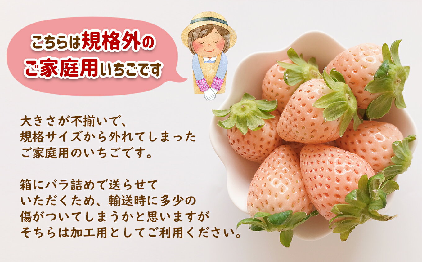 【ふるさと納税】 【 先行予約 】 ご家庭用 淡雪 選べる 約500g or 約1000g or 約1500g 12月以降 or 2月以降発送 | 訳あり 果物 フルーツ いちご 白いちご 淡雪 簡易包装 熊本 玉名 送料無料 サムネイル2