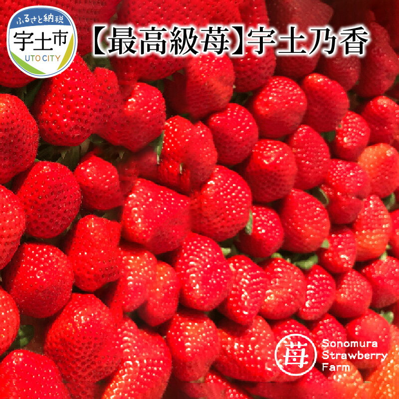 最高級苺 さちのか 約 500g 糖度15度以上 3Lサイズ以上 宇土乃香 ブランド 完熟 いちご ビタミンC 国産 果物 旬 フルーツ デザート 緩衝ネット入り ギフト用 贈答用 食品 九州 お取り寄せ お取り寄せフルーツ 園村苺園 送料無料 【熊本県宇土市】
