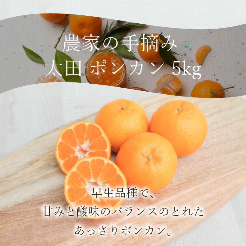 【ふるさと納税】【先行受付】 柑橘 ポンカン 約 5kg 早生 果物 フルーツ 手摘み 太田ぽんかん ギフト 予約受付 先行予約 サムネイル2