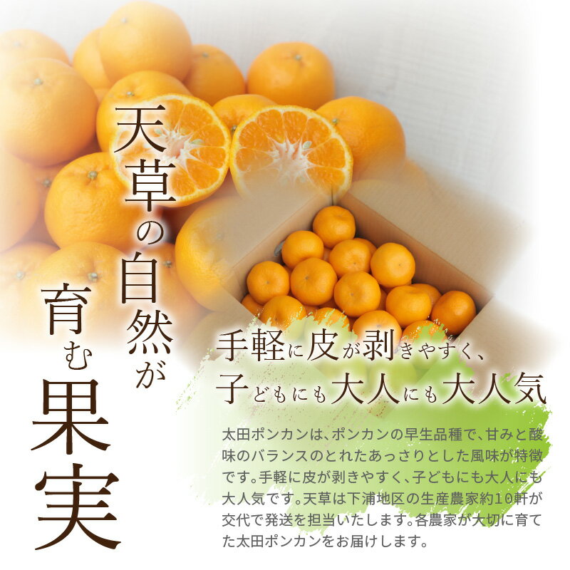 【ふるさと納税】【先行受付】 柑橘 ポンカン 約 5kg 早生 果物 フルーツ 手摘み 太田ぽんかん ギフト 予約受付 先行予約 サムネイル3