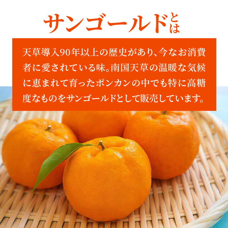 【ふるさと納税】柑橘 ぽんかん 5kg サンゴールド 果物 フルーツ みかん ミカン 天草 先行予約 サムネイル3