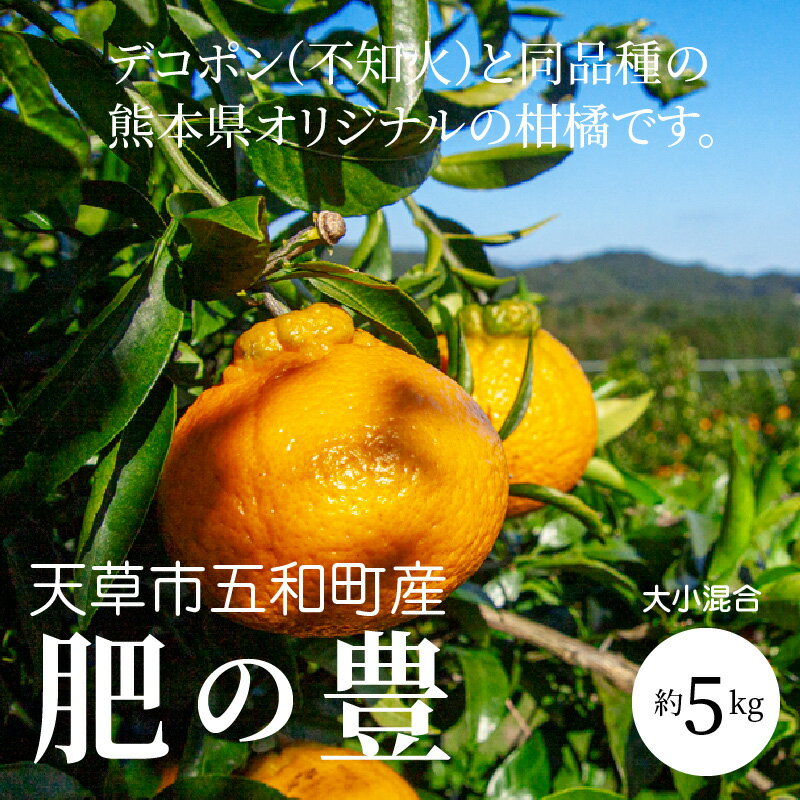 【ふるさと納税】先行予約 オリジナル 柑橘 みかん 約 5kg 大小混合 不知火 五和町産 肥の豊 糖度と酸味のバランスが良い 栽培期間中 除草剤不使用 果物 フルーツ 国産 果実 デコポン 熟成 柑橘類 食品 特産品 お取り寄せ お取り寄せフルーツ 九州 熊本県 天草市 送料無料 サムネイル2