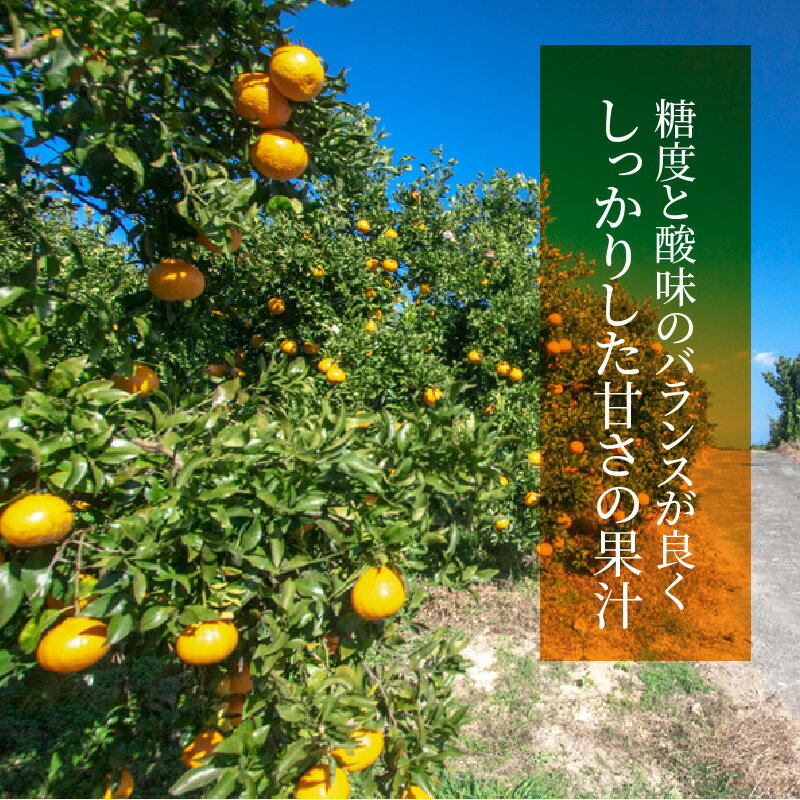 【ふるさと納税】先行予約 オリジナル 柑橘 みかん 約 5kg 大小混合 不知火 五和町産 肥の豊 糖度と酸味のバランスが良い 栽培期間中 除草剤不使用 果物 フルーツ 国産 果実 デコポン 熟成 柑橘類 食品 特産品 お取り寄せ お取り寄せフルーツ 九州 熊本県 天草市 送料無料 サムネイル3