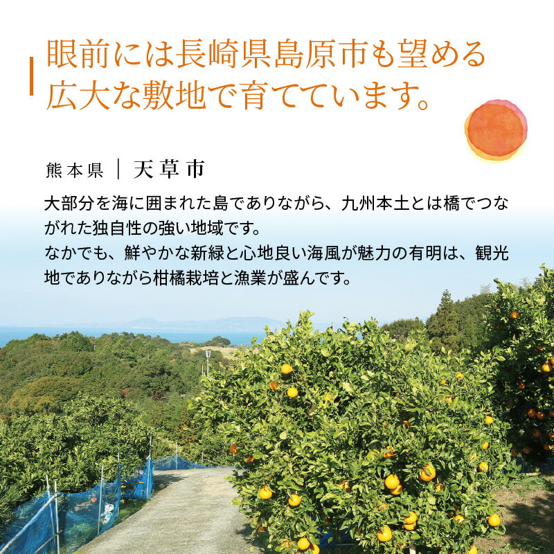 【ふるさと納税】肥の豊 約 5kg 19 ～ 20玉 L ～ 3L サイズ混合 天草産 熊本限定品種 収穫後熟成 サイズ混合 瑞々しい果汁 不知火 オリジナル 柑橘 果物 フルーツ 食品 オレンジファーム本田 熊本県 天草市 お取り寄せ お取り寄せグルメ 送料無料 先行受付 サムネイル2
