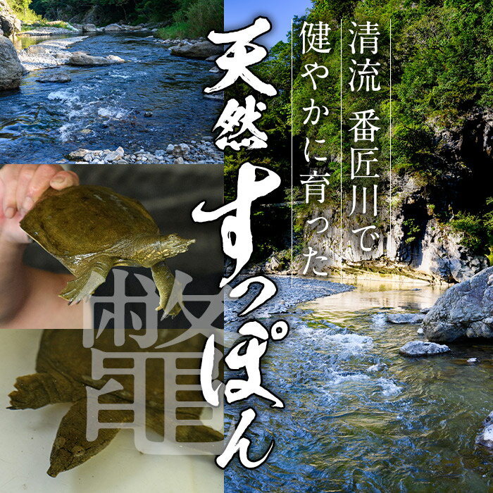 【ふるさと納税】料理屋が作った すっぽん 鍋 スープ (約700g) すっぽん スッポン スープ 出汁 身入りコラーゲン 大分県 佐伯市 【FB02】【旬彩一会・仁】 サムネイル2