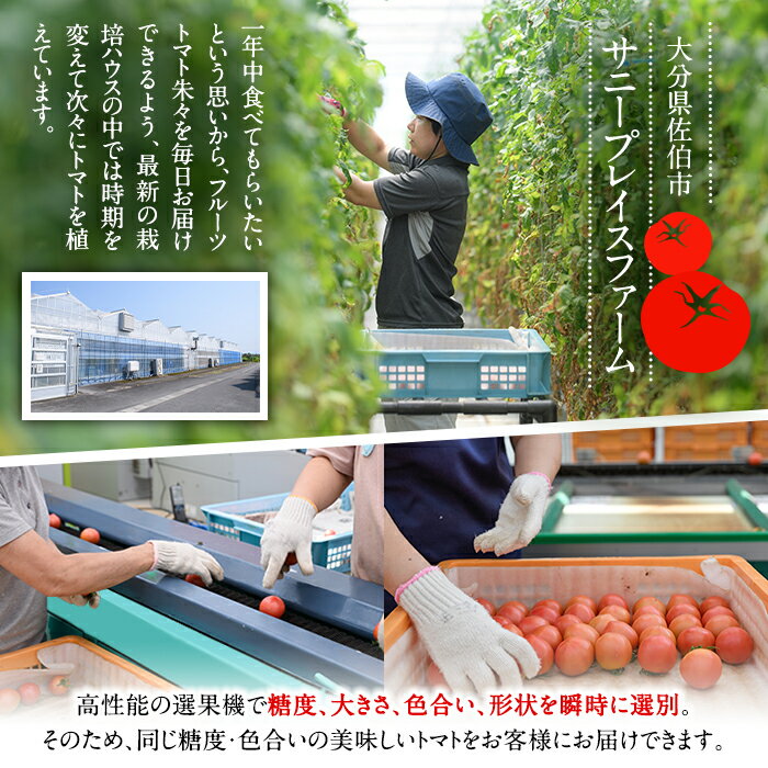 【ふるさと納税】フルーツトマト 朱々 Mサイズ (計1kg・16-18玉) M 高糖度 糖度 フルーツトマト トマト 野菜 サラダ 大分県 佐伯市 九州産 国産 大分県 佐伯市【CH63】【サニープレイス】 - 画像2