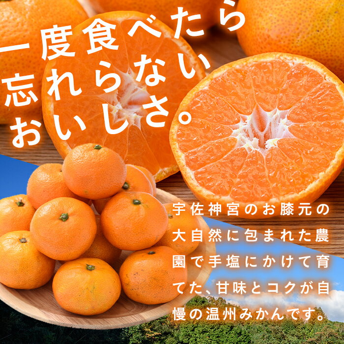 【ふるさと納税】＜先行予約受付中！11月中旬より順次発送予定＞吉沢みかん(約10kg)みかん ミカン 蜜柑 柑橘 フルーツ 果物 くだもの 果実【108600101】【フルーツランド桐畑】 サムネイル3