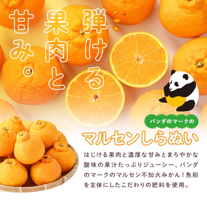 【ふるさと納税】＜2026年2月1日先行受付開始、4月以降発送＞千財農園不知火(L〜4L・16玉〜24玉)みかん ミカン 蜜柑 しらぬい 柑橘 フルーツ 果物 くだもの 果実【109000301】【千財農園】 サムネイル3