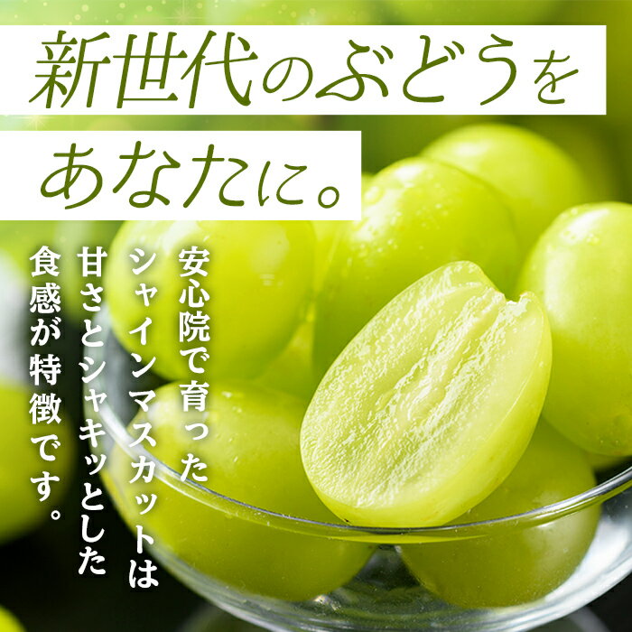 【ふるさと納税】2026年 先行予約 大粒 シャインマスカット 1kg以上(2房) / 2kg以上(3~5房) ＜2026年8月下旬から順次発送予定＞ フルーツ 果物 くだもの マスカット ぶどう【106300101】【大分県農業協同組合 北部エリア】 - 画像2