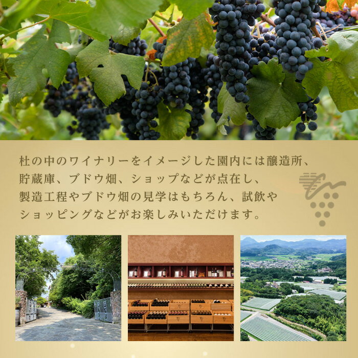 【ふるさと納税】安心院スパークリングワイン 白・ロゼ(合計1.5L・750ml×2本)酒 お酒 ワイン 白ワイン スパークリングワイン ロゼ ぶどう 葡萄 飲み比べ スピード発送 【107303100・107303202】【時枝酒店】 サムネイル3
