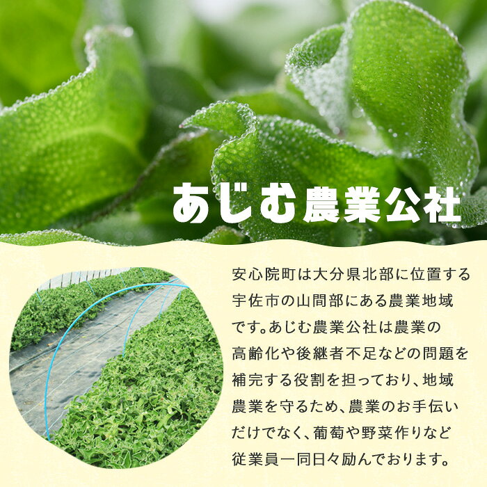 【ふるさと納税】アイスプラント(計約300g・150g×2パック) 野菜 葉物野菜 葉野菜【114800101】【公益社団法人 あじむ農業公社】 - 画像2