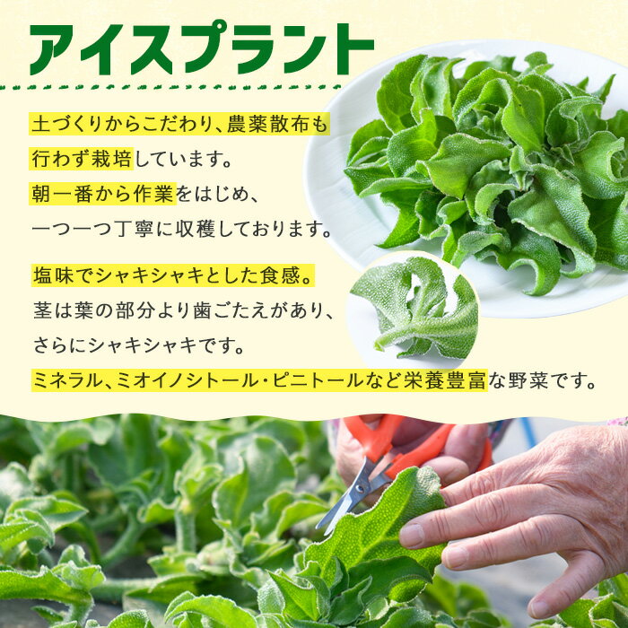 【ふるさと納税】アイスプラント(計約300g・150g×2パック) 野菜 葉物野菜 葉野菜【114800101】【公益社団法人 あじむ農業公社】 - 画像3