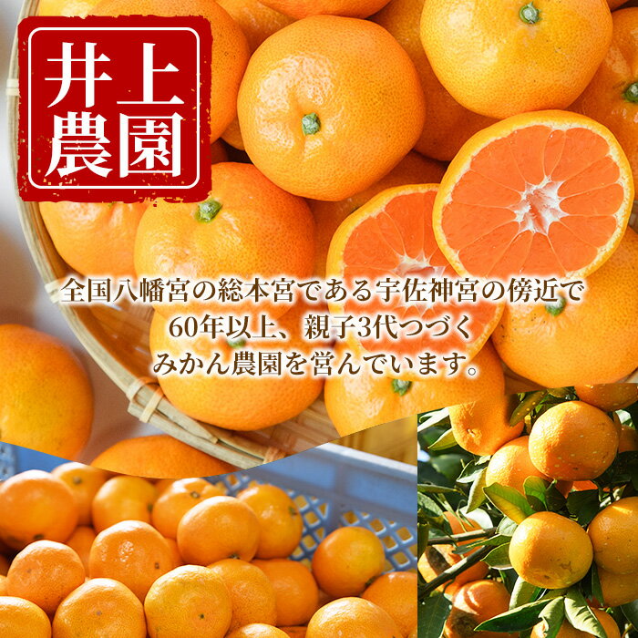 【ふるさと納税】蔵出しみかん (約3.5kg・5kg・10kg) みかん ミカン 蜜柑 柑橘 フルーツ 果物 くだもの 果実 国産 熟成 大分県宇佐市産 ＜1月上旬以降順次発送＞＜数量限定＞＜容量・配送時期が選べる＞【103600800・103600401・103600900】【井上農園】 サムネイル2