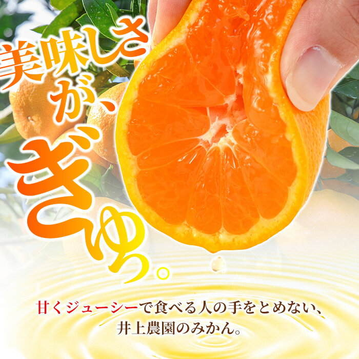 【ふるさと納税】蔵出しみかん (約3.5kg・5kg・10kg) みかん ミカン 蜜柑 柑橘 フルーツ 果物 くだもの 果実 国産 熟成 大分県宇佐市産 ＜1月上旬以降順次発送＞＜数量限定＞＜容量・配送時期が選べる＞【103600800・103600401・103600900】【井上農園】 サムネイル3