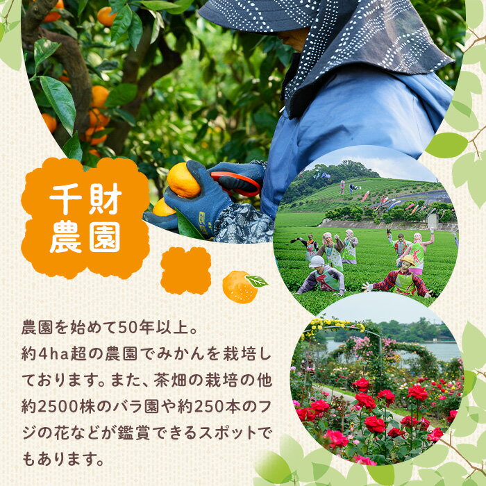 【ふるさと納税】＜2026年2月1日先行受付開始、4月以降発送＞千財農園不知火(L〜4L・16玉〜24玉)みかん ミカン 蜜柑 しらぬい 柑橘 フルーツ 果物 くだもの 果実【109000301】【千財農園】 サムネイル2