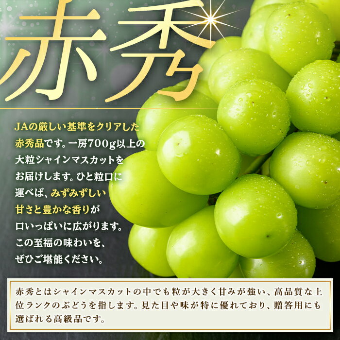 【ふるさと納税】特選 シャインマスカット (約700g/5kg×1回・3回) ＜先行予約受付中！2026年8月下旬から順次発送予定＞ ＜北海道 沖縄 離島配送不可＞ぶどう 葡萄 フルーツ 定期便 【106300201】【大分県農業協同組合 北部エリア】 - 画像3