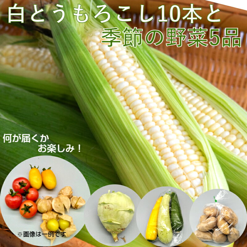 【令和8年6月から発送】 白とうもろこし10本と季節のユニーク野菜5品詰合せ