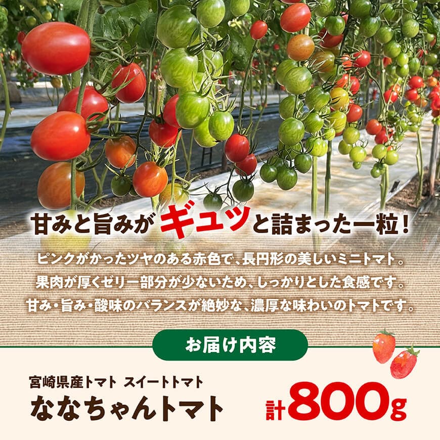 【ふるさと納税】宮崎県産トマト　スイートトマト「ななちゃんトマト」800g - 新鮮 ななちゃん とまと トマト ななちゃん 野菜 先行予約 産地直送 農家直送 採れたて 濃厚な味わい お届け お取り寄せ おやつ 国産 九州産 宮崎県産 川南町産 送料無料 宮崎県川南町 C10805 - 画像2