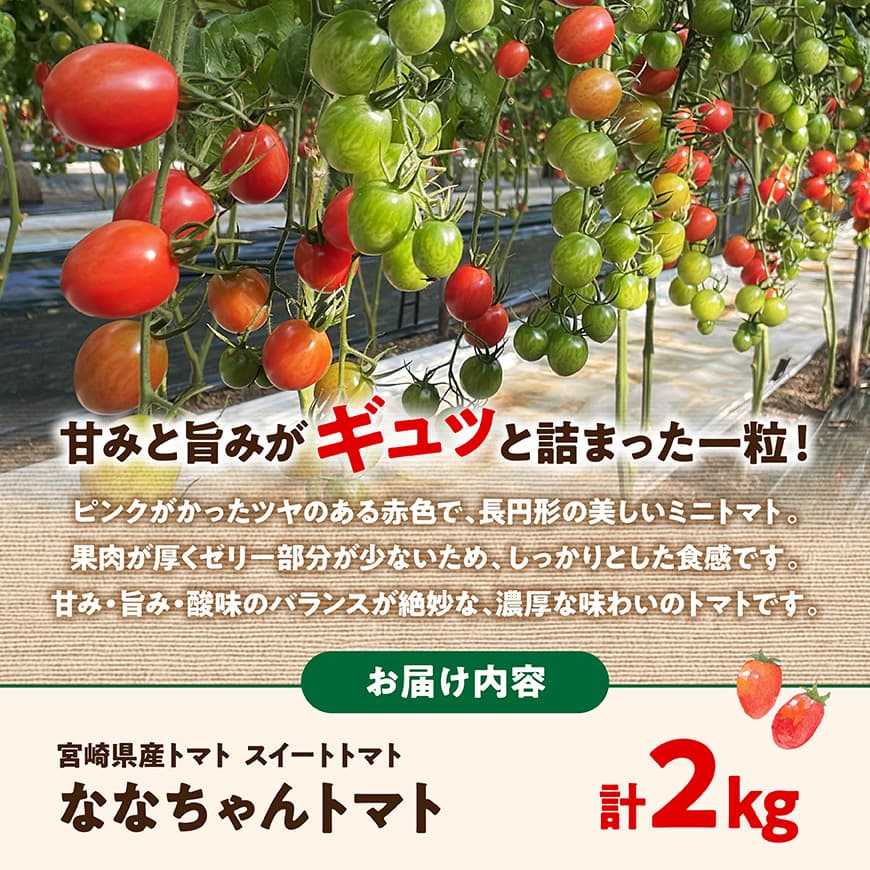 【ふるさと納税】宮崎県産トマト　スイートトマト「ななちゃんトマト」2kg - 新鮮 ななちゃん トマト とまと 野菜 産地直送 宮崎県産川南町産 送料無料 C10806 - 画像2