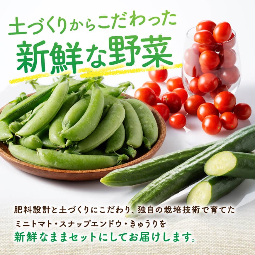 【ふるさと納税】宮崎県佐光農園産　野菜詰め合わせ（ミニトマト・スナップエンドウ・きゅうり）計1kg - 宮崎県 川南町 宮崎県川南町 野菜 詰め合わせ ミニトマト スナップエンドウ きゅうり 送料無料 C13001 - 画像2