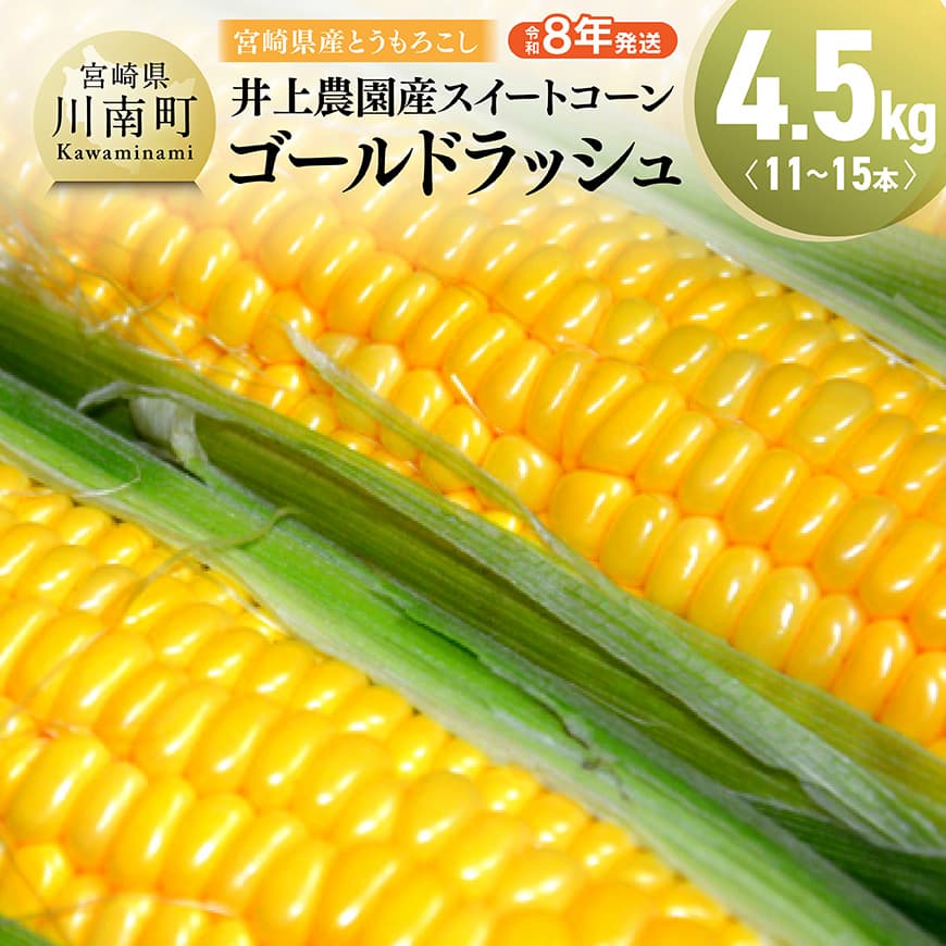 【令和8年発送】宮崎県産とうもろこし　井上農園産スイートコーン(ゴールドラッシュ)4.5kg - トウモロコシ スイートコーン とうきび 新鮮 九州産 宮崎県産 川南町産 朝どれ 農家直送 送料無料 C03901
