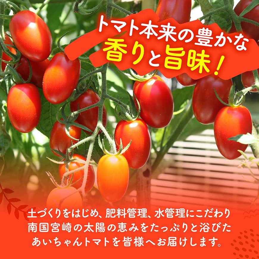 【ふるさと納税】 【令和8年発送】宮崎県産　あいこトマト1.5kg　&　スナップエンドウ1kg - 新鮮 ミニトマト とまと スナップエンドウ エンドウ 訳アリ 野菜 産地直送 宮崎県産 川南町産 送料無料 C03906 - 画像2