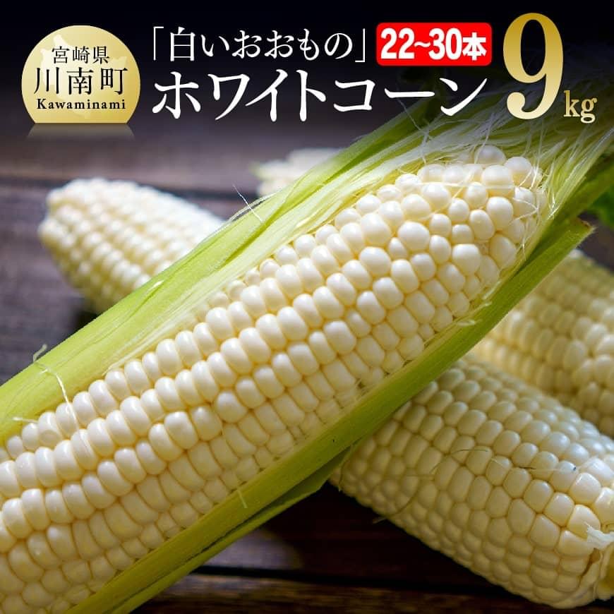 【令和8年発送】政岡さんちのスイートコーン「白いおおもの（ホワイトコーン）」9kg - 先行予約 数量限定 期間限定 2026年発送 とうもろこし スイートコーン 朝どれ 農家直送 九州産 宮崎県産 川南町産 送料無料 C06506