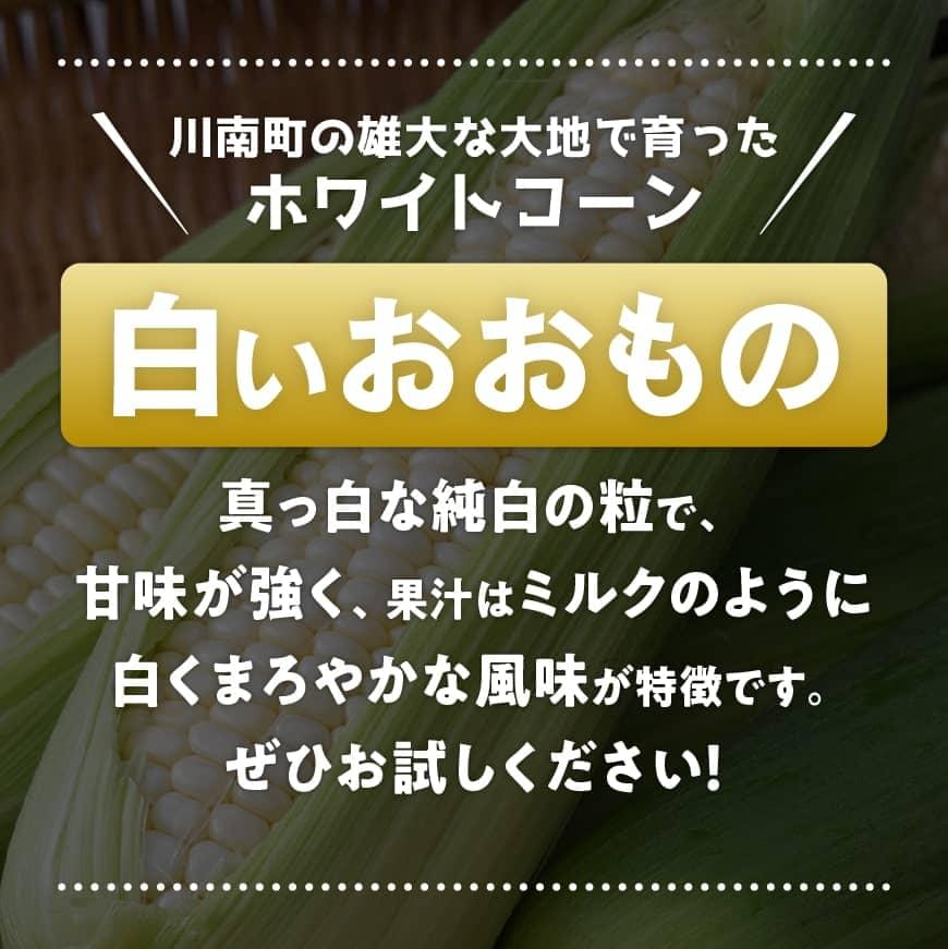 【ふるさと納税】 【令和8年発送】政岡さんちのスイートコーン「白いおおもの（ホワイトコーン）」9kg - 先行予約 数量限定 期間限定 2026年発送 とうもろこし スイートコーン 朝どれ 農家直送 九州産 宮崎県産 川南町産 送料無料 C06506 - 画像2