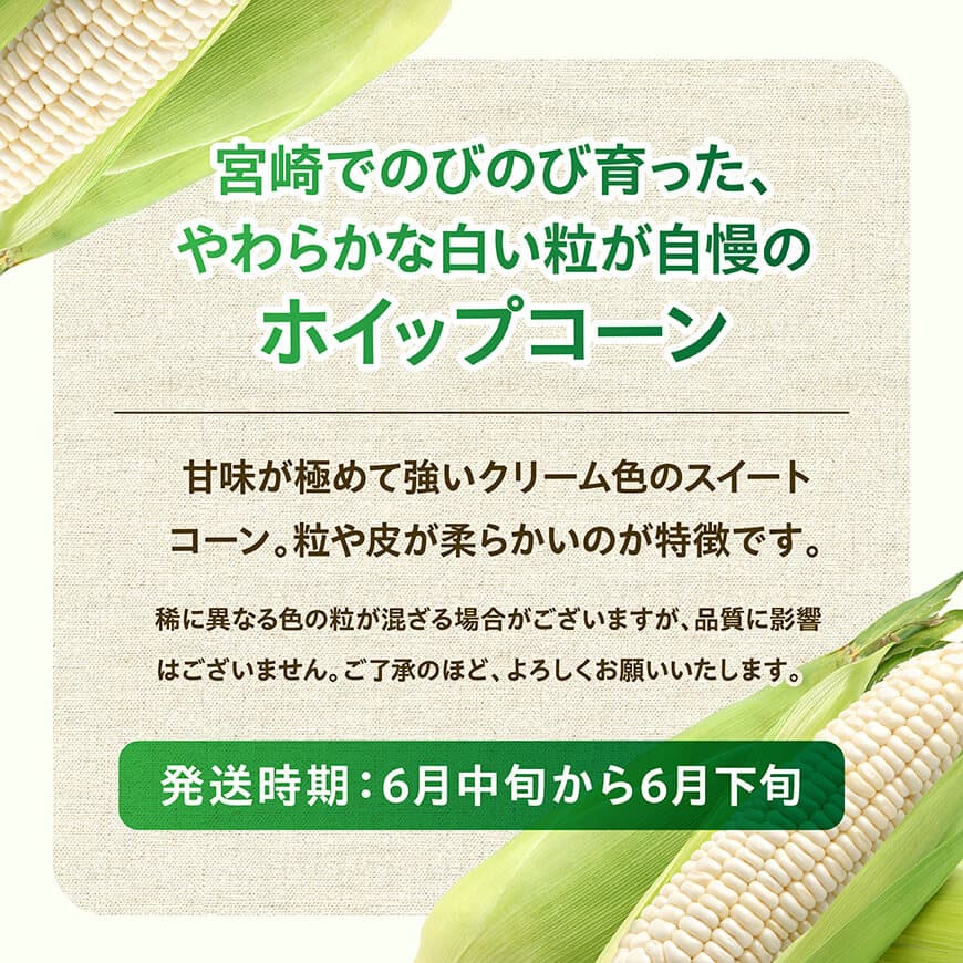 【ふるさと納税】【令和8年発送】宮崎県産とうもろこし　守部さんちのホワイトコーン「ホイップコーン」2.5kg - とうもろこし ホワイトコーン トウモロコシ ホイップコーン 令和8年発送 先行予約 数量限定 期間限定 C06411 - 画像2