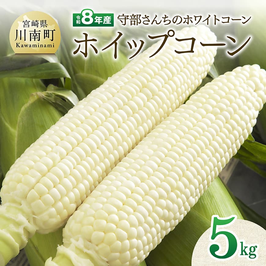 【令和8年発送】宮崎県産とうもろこし　守部さんちのホワイトコーン「ホイップコーン」5kg - とうもろこし ホワイトコーン トウモロコシ ホイップコーン 令和8年発送 先行予約 数量限定 期間限定 C06412