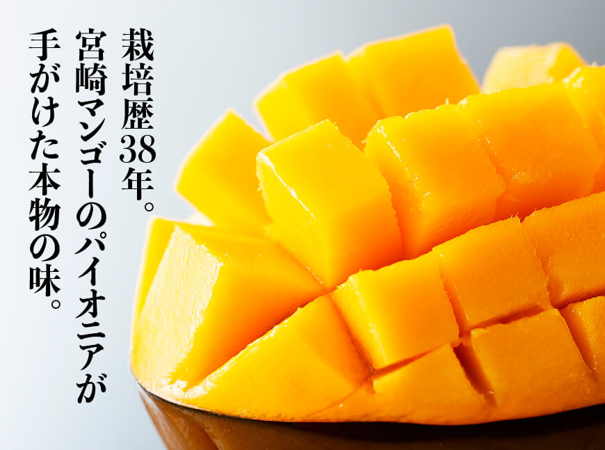 【ふるさと納税】【令和8年発送】宮崎マンゴー 太陽の子2玉（1kg以上） - 果物 くだもの フルーツ 宮崎マンゴー 送料無料 C06701 - 画像3