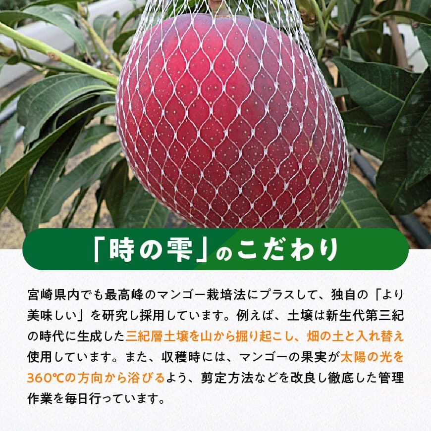 【ふるさと納税】【令和8年発送】宮崎県産 完熟マンゴー「時の雫」 4L×2玉 - 果物 フルーツ マンゴー 宮崎県産 九州産 完熟マンゴー みやざきマンゴー 先行予約 数量限定 期間限定 送料無料 C08604 サムネイル3