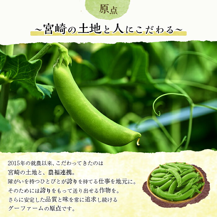 【ふるさと納税】期間限定！スナップエンドウ(約2kg)野菜 やさい 旬 新鮮 サラダ そら豆 えんどう豆 宮崎県産【GF-1】【グーファーム】 - 画像2