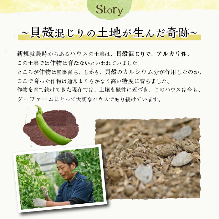 【ふるさと納税】期間限定！スナップエンドウ(約2kg)野菜 やさい 旬 新鮮 サラダ そら豆 えんどう豆 宮崎県産【GF-1】【グーファーム】 - 画像3