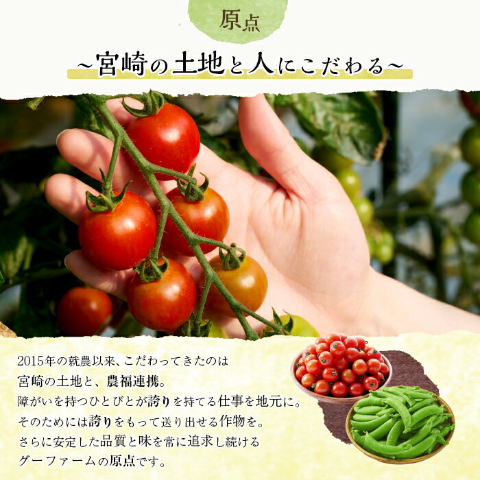【ふるさと納税】＜期間限定＞ミニトマト(約1.5kg)とスナップエンドウ(約1kg)野菜 とまと えんどう豆 フルーツトマト サンチェリーピュア ダルタリー アイコ サラダ【GF-3】【グーファーム】 - 画像3