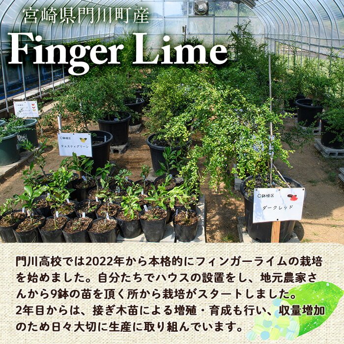 【ふるさと納税】＜数量限定・期間限定＞＜内容量が選べる！＞宮崎県門川町産フィンガーライム(70～160g) 柑橘 希少 ライム キャビアライム シトラス 高校生 門高【AU-3・AU-2】【宮崎県立門川高等学校】 サムネイル2