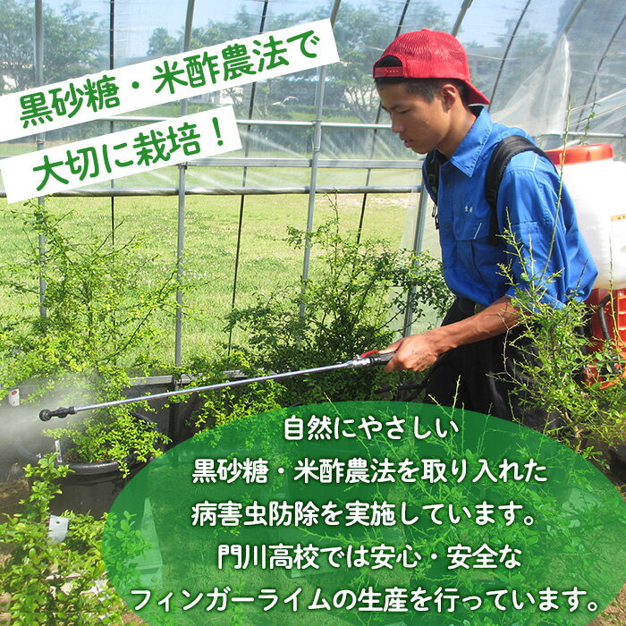 【ふるさと納税】＜数量限定・期間限定＞＜内容量が選べる！＞宮崎県門川町産フィンガーライム(70～160g) 柑橘 希少 ライム キャビアライム シトラス 高校生 門高【AU-3・AU-2】【宮崎県立門川高等学校】 サムネイル3