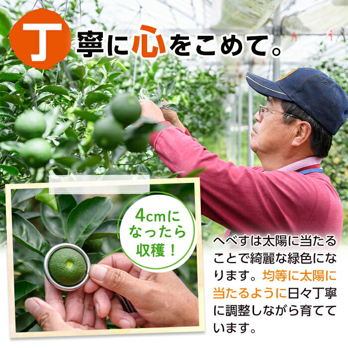 【ふるさと納税】＜先行予約受付中！2026年6～7月の間に発送予定＞期間限定！訳あり！門川町産へべす(2kg)柑橘 果汁 国産 特産品 宮崎県 門川町【AM-2】【川崎農園】 - 画像3