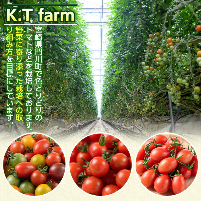 【ふるさと納税】＜内容量が選べる！＞カラフルトマト食べ比べセット(約1～2kg)国産 宮崎県産 とまと 野菜 サラダ 黄色 オレンジ みどり 紫 アイコ 赤 セレブスイート【KT-9・KT-2】【K.TFarm】 - 画像2