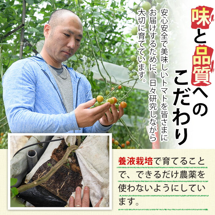 【ふるさと納税】＜内容量が選べる！＞カラフルトマト食べ比べセット(約1～2kg)国産 宮崎県産 とまと 野菜 サラダ 黄色 オレンジ みどり 紫 アイコ 赤 セレブスイート【KT-9・KT-2】【K.TFarm】 - 画像3