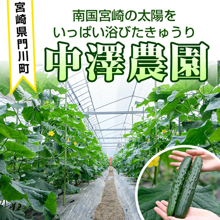 【ふるさと納税】＜内容量が選べる！＞宮崎県産きゅうり(2.5kg/5kg)野菜 やさい 旬 新鮮 サラダ キュウリ 胡瓜 冷蔵 宮崎県産【NS-1・NS-1】【中澤農園】 サムネイル2