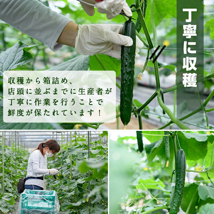 【ふるさと納税】＜内容量が選べる！＞宮崎県産きゅうり(2.5kg/5kg)野菜 やさい 旬 新鮮 サラダ キュウリ 胡瓜 冷蔵 宮崎県産【NS-1・NS-1】【中澤農園】 サムネイル3