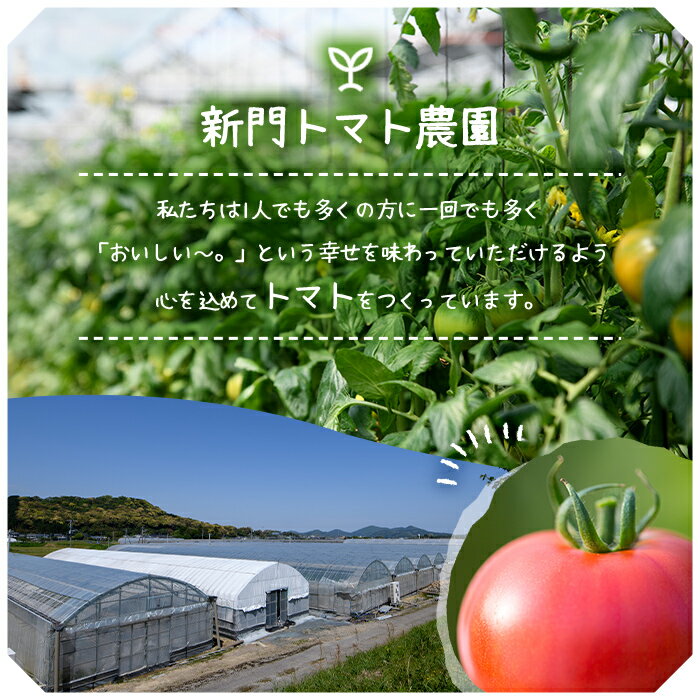 【ふるさと納税】＜内容量が選べる！＞ひなたのとまと(計1.1～3.3kg)トマト フルーツトマト 糖度 9度 以上 野菜 旬野菜 冷蔵 門川町産 宮崎県 門川町【A-3・A-4・A-5】【株式会社 新門トマト農園】 - 画像2